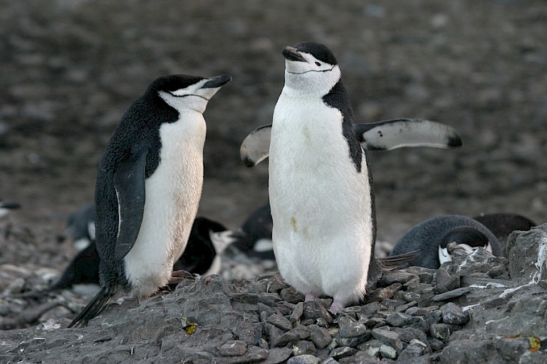 Kindbandpinguïns.