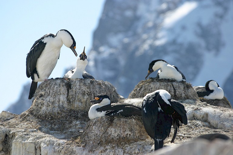 Keizersaalscholvers op Petermann.