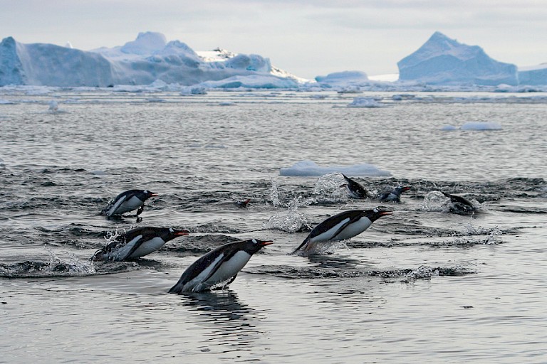 Groep Ezelspinguïns.