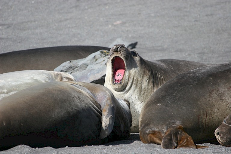 Zeeolifanten liggen meestal in groepen bij elkaar.