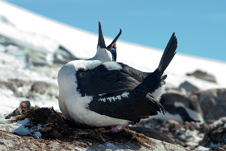 Keizersaalscholver op Petermann (Antarctica).