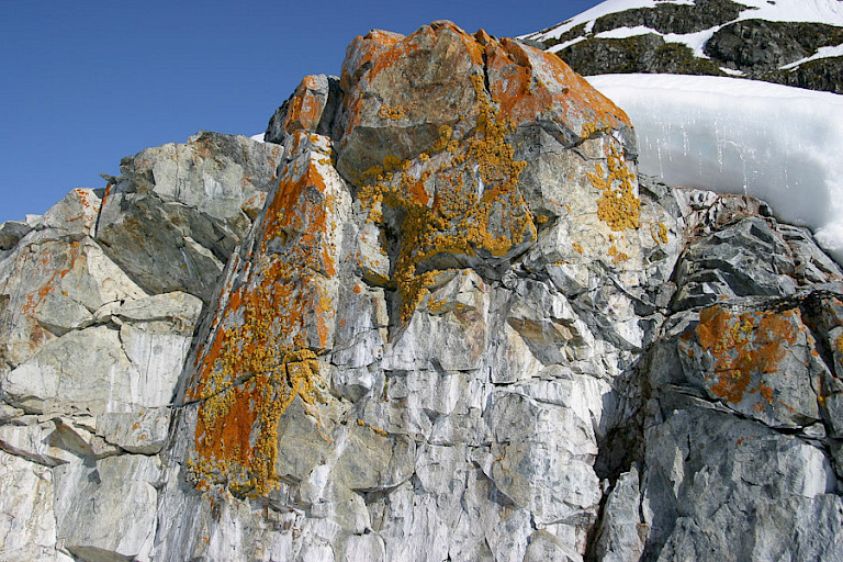 Korstmossen brengen kleur in de witte wereld van Antarctica.