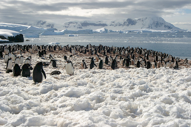 Ezelspinguïnkolonie op Cuverville (Antarctica).
