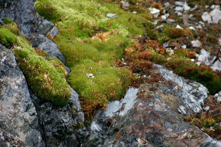 Moskussens komen op enkele eilanden bij het Antarctisch Schiereiland voor.