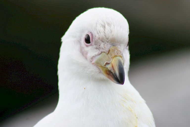 Portret van een Zuidpoolkip.