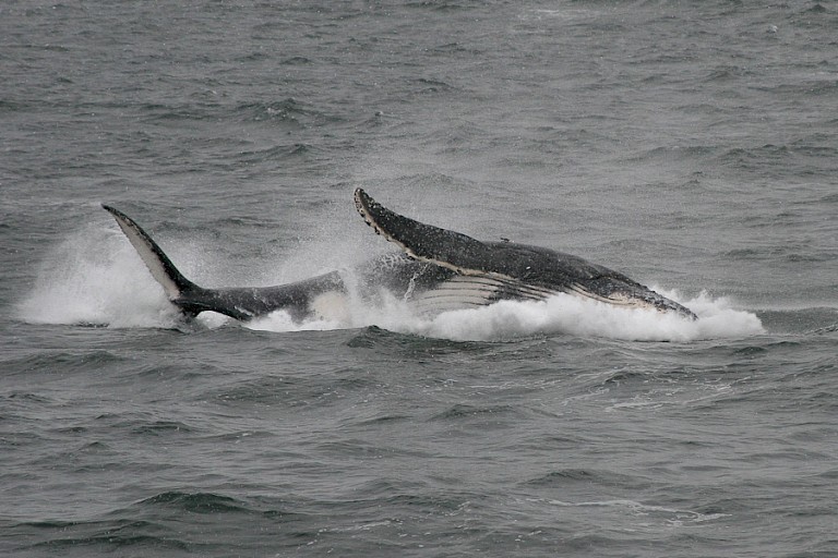 Springende Bultrug in de Straat Gerlache.