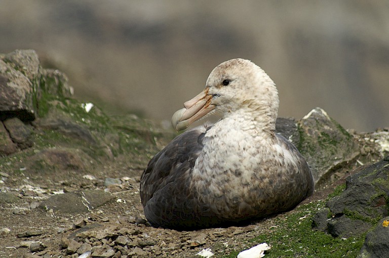 Zuidelijke reuzenstormvogel op Hannah Point, Livingston (South Shetlandeilanden).