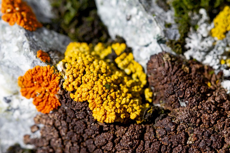 Korstmossen op Cuverville.