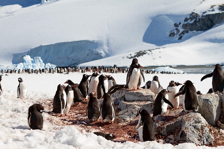 Ezelspinguïnkolonie bij Orne Harbour.