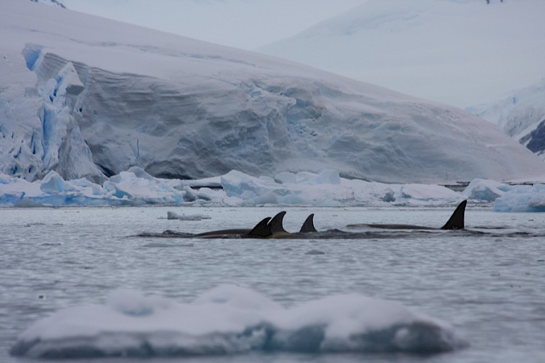 Orka's op patrouille.