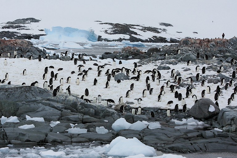 Adéliepinguïnkolonie op Petermann.