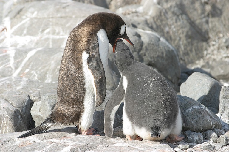 Bedelend Ezelspinguïnkuiken.