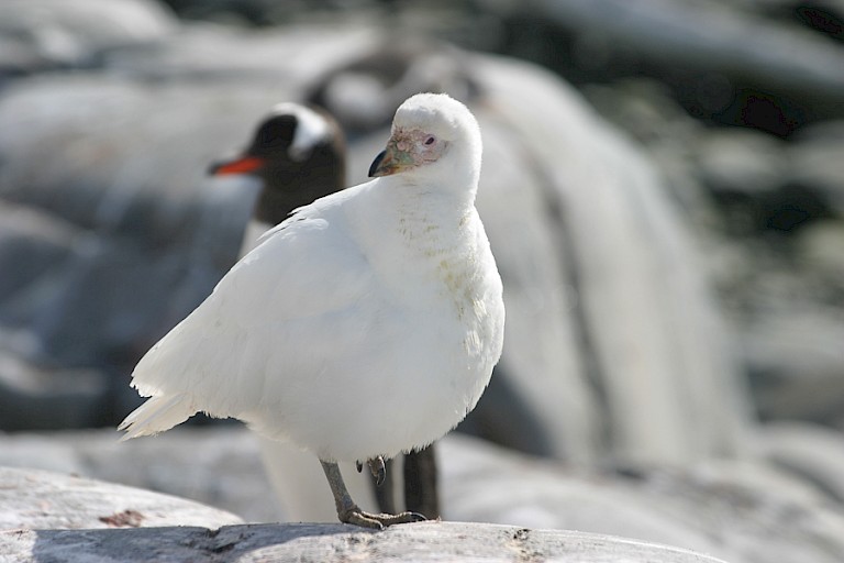 Zuidpoolkip bij de Chileense basis Videla Gonzales.