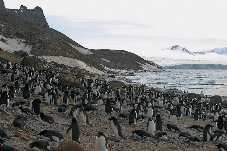 Adéliepinguïnkolonie op Brown Bluff.