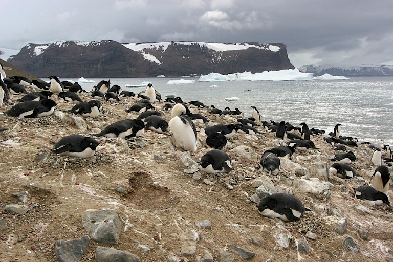 Adéliepinguïnkolonie op Devil.