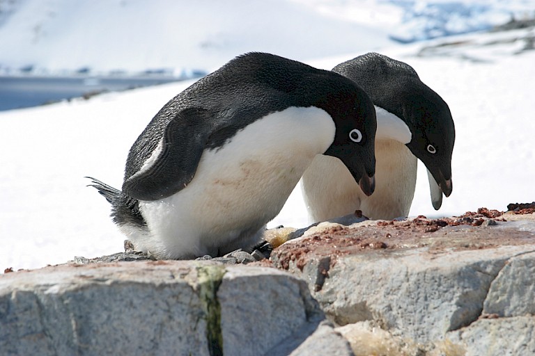 Adéliepinguïnpaartje op Petermann.
