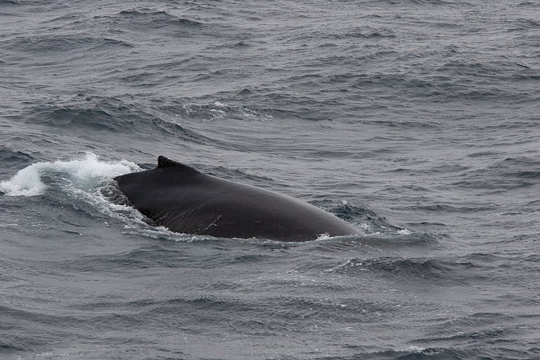 Onderduikende Bultrug.