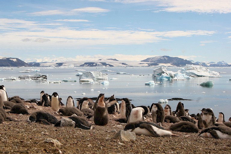 Adéliepinguìns op Paulet in de Weddellzee.