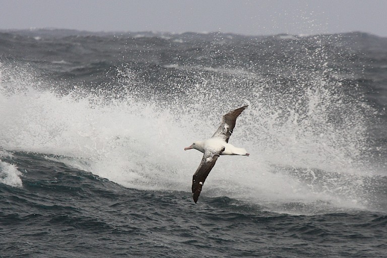 Reuzenalbatros zweeft op de thermiek van de golven op de Drake Passage.