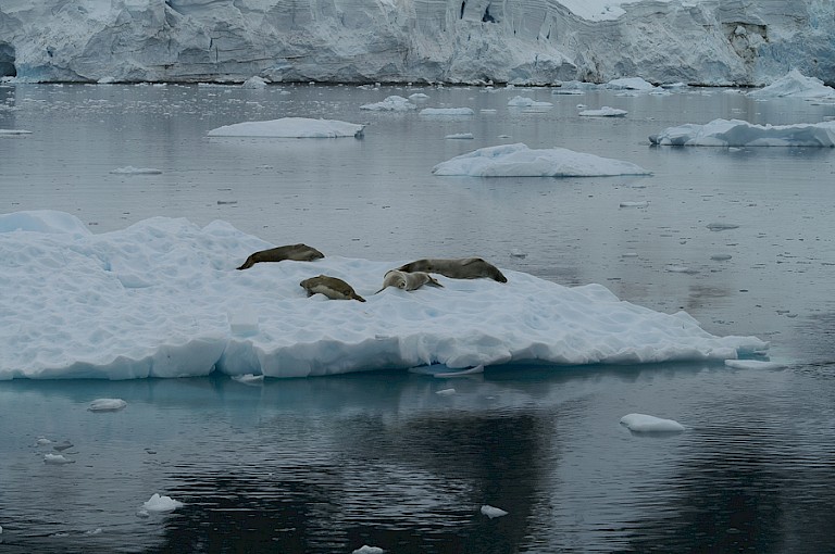 Groep Krabbeneters liggen te rusten op een ijsschots.