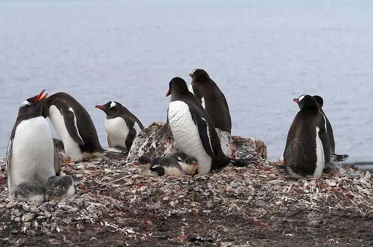 Ezelspinguïns met kuikens half januari.
