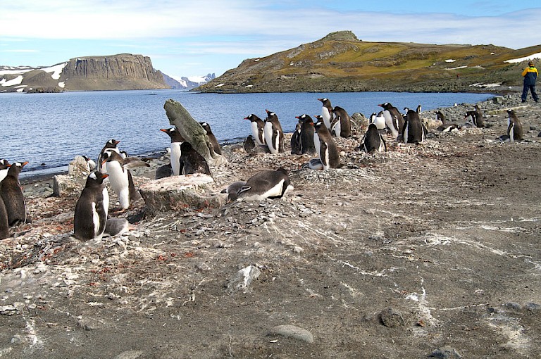 Ezelspinguïnkolonie.