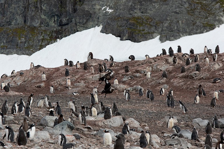 Ezelspinguïnkolonie op Cuverville.
