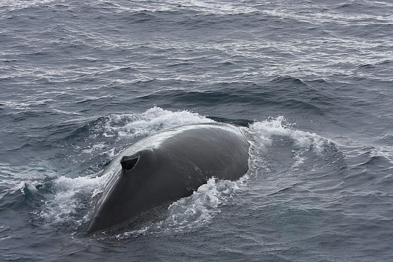 Onderduikende Bultrug.