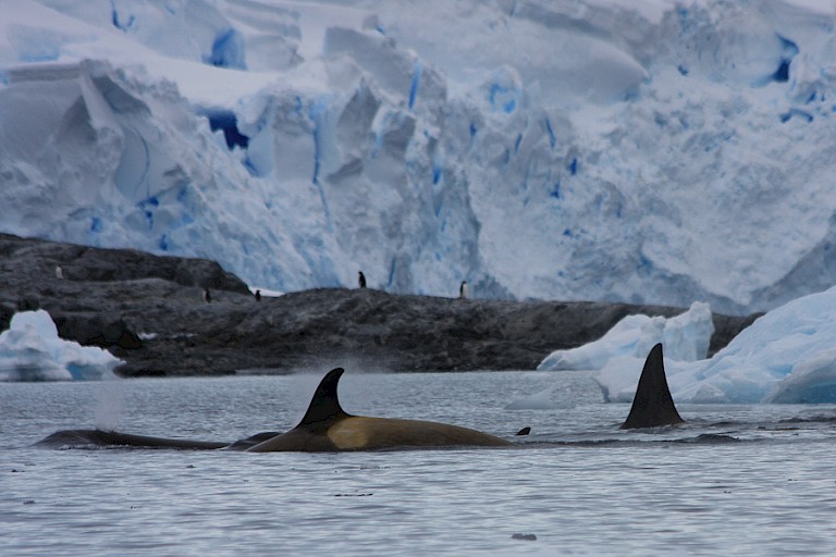Orka's bij de Fisheilanden.