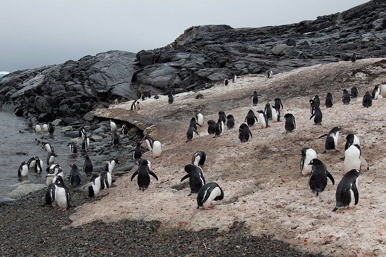 Ezelspinguïnkuikens op Pleneau.