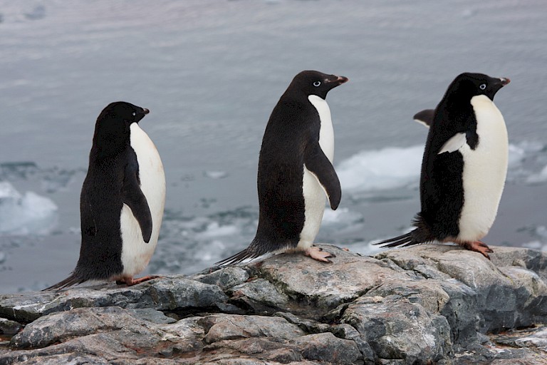 Adéliepinguïns op een van de Fisheilanden.