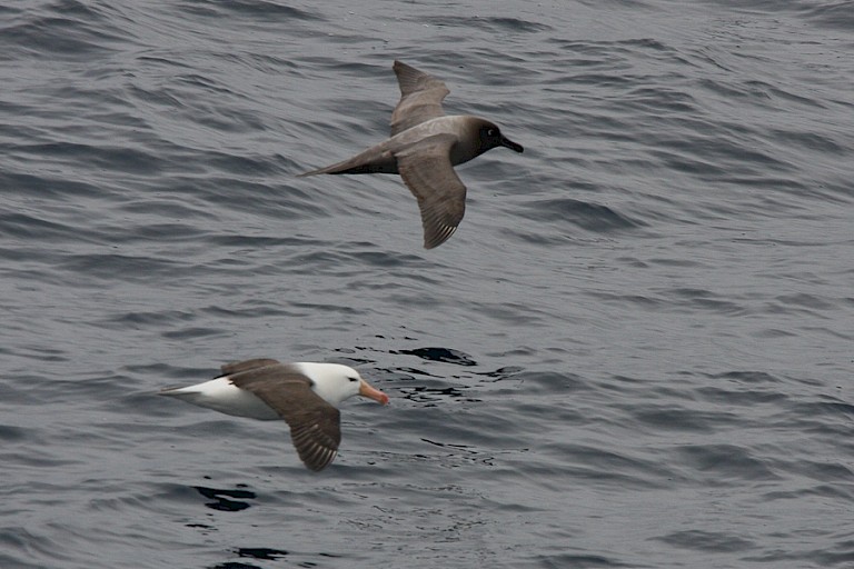 Albatrossen zweven naast schip.