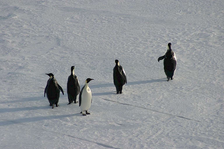 Keizerspinguïns aan de wandel.