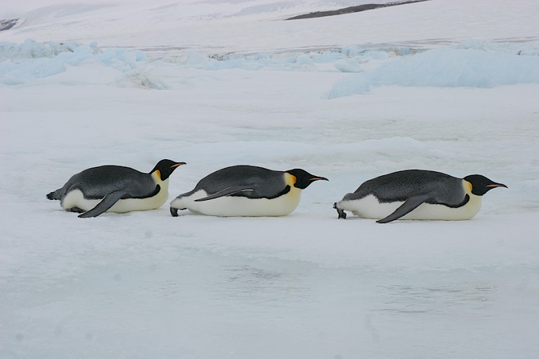 "Buikschuivers" op het ijs.