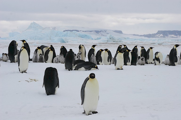 Keizerspinguïns in de Weddellzee.