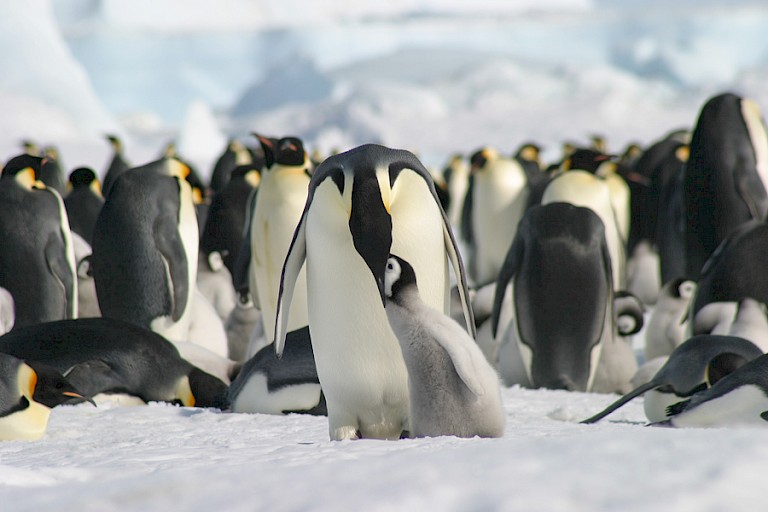 Keizerspinguïn voedt kuiken.