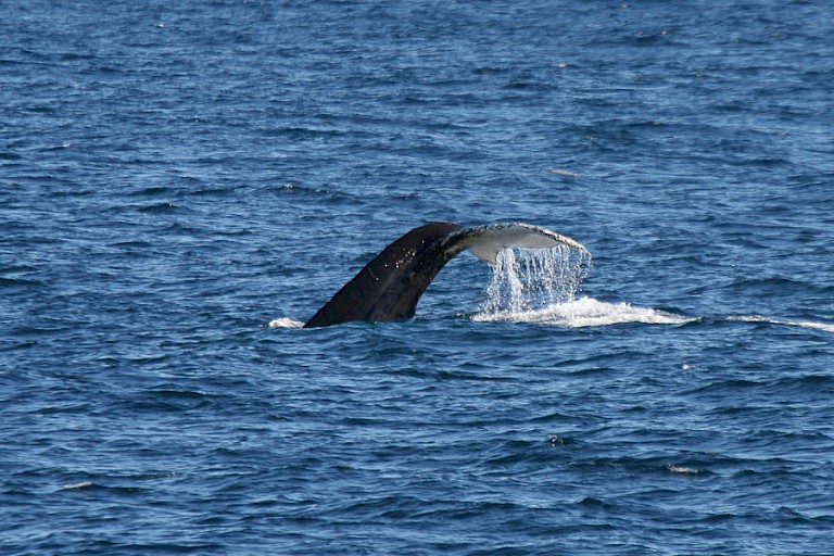 Onderduikende Bultrug.