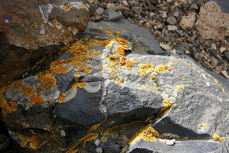 Opvallende korstmossen op Devil.