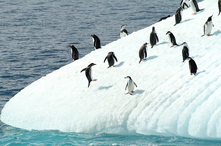 Kinbandpinguïns op een ijsberg. Antarctica