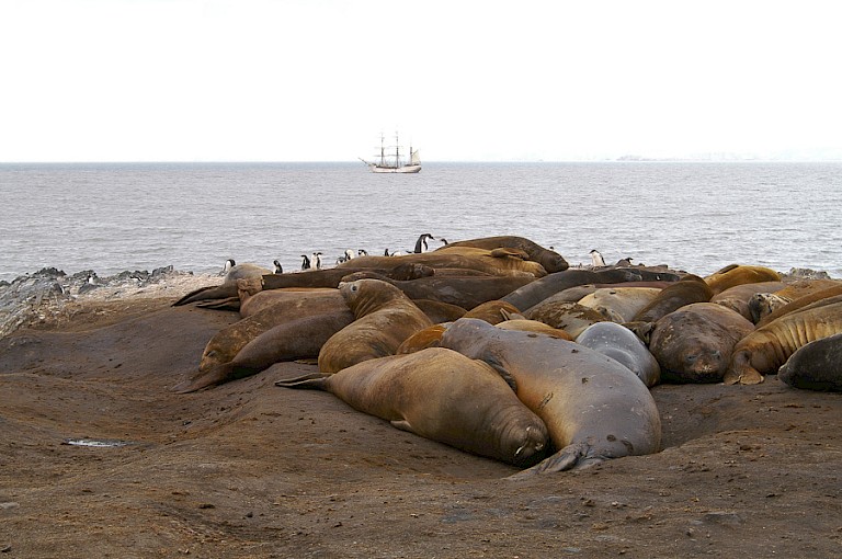 Zeeolifanten op Livinstone.