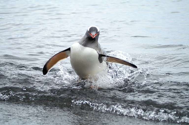 Ezelspinguïn bij Aitcho, Antarctica.