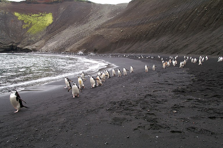 Kinbandpinguïns op Bailey Head, Deception.
