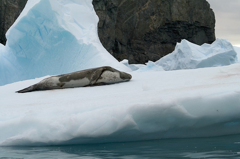 Luierend Zeeluipaard, Antarctica.