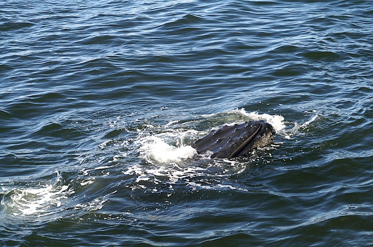 Opduikende Bultrug bij Antarctica.