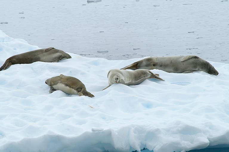 Krabbeneters op een ijsplaat, Antarctica.