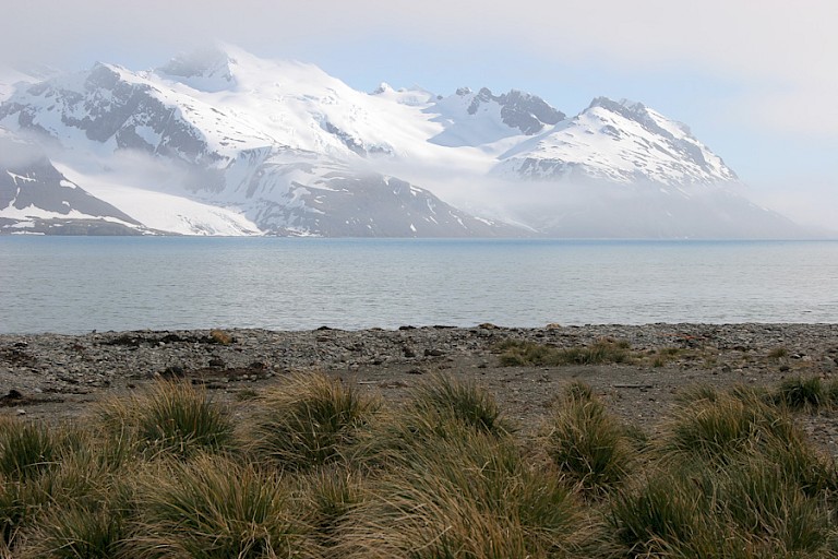 Aankomst bij South Georgia.