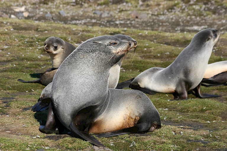 Pelsrobben op South Georgia.