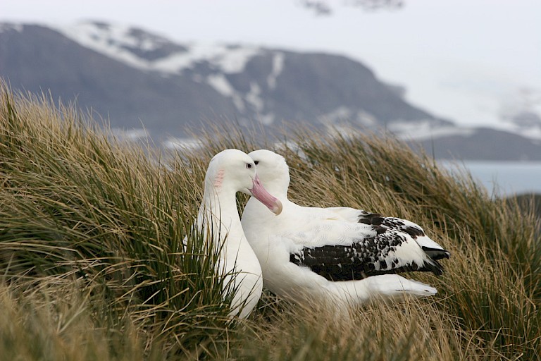 Reuzenalbatrossen op Prion, South Georgia.