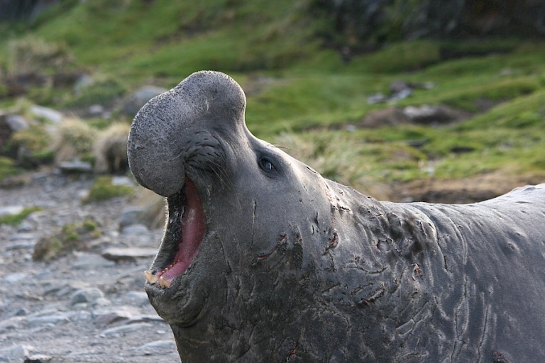 Zeeolifant bij Ocean Harbour, South Georgia.