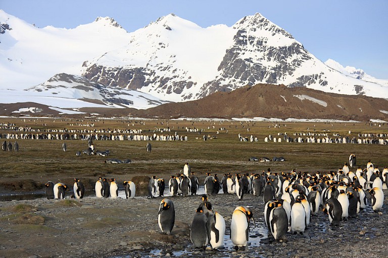 Koningspinguïns op St. Andrews Bay, South Georgia.
